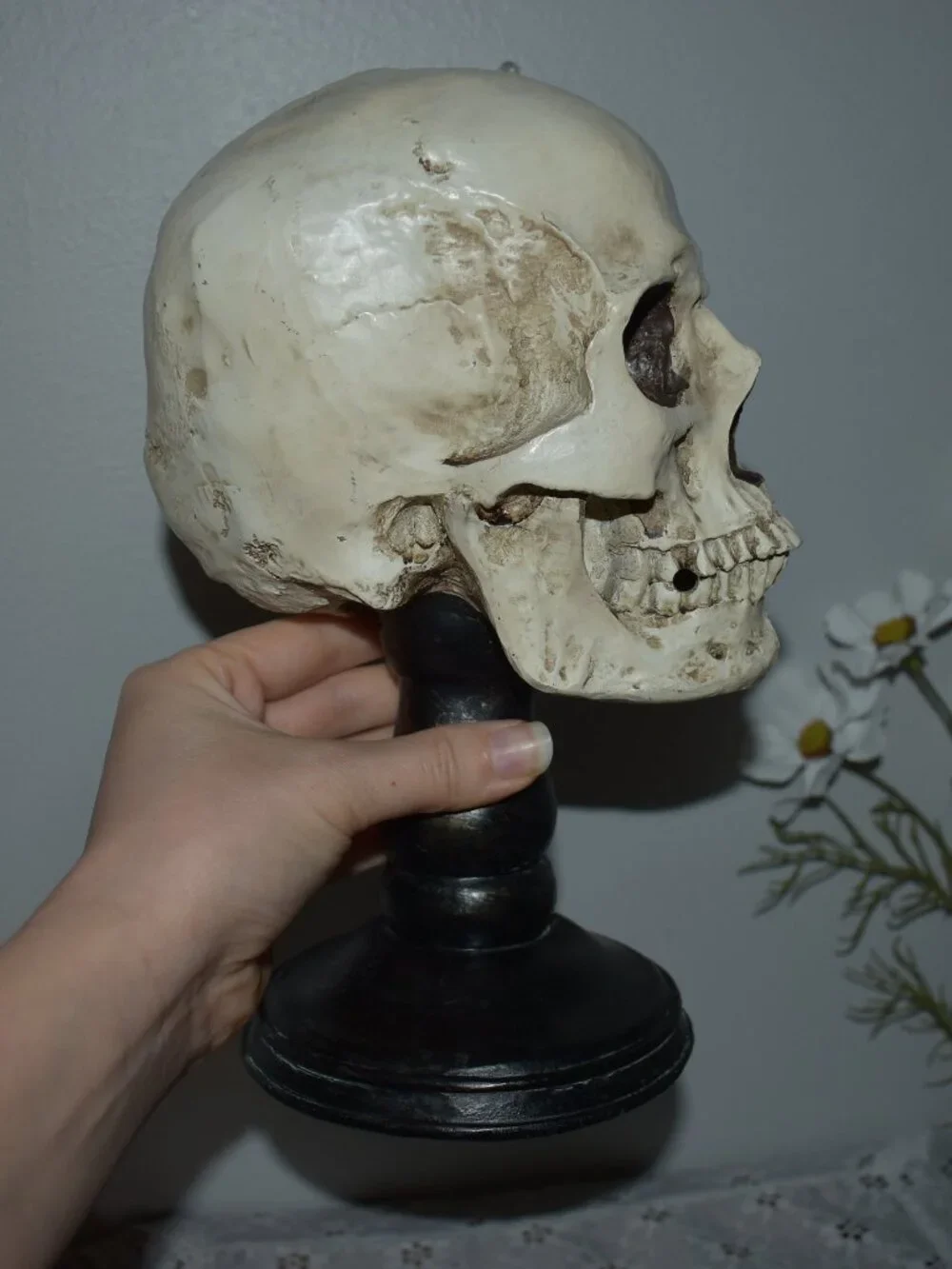 Gothic Horror Realistic Skeleton Skull on Pedestal Spooky Halloween Decor